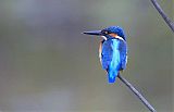 Common Kingfisher